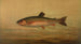 The rainbow trout Salmo irideus - John L. Petrie — artwork view