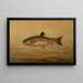 The rainbow trout Salmo irideus - John L. Petrie — framed artwork on a wall