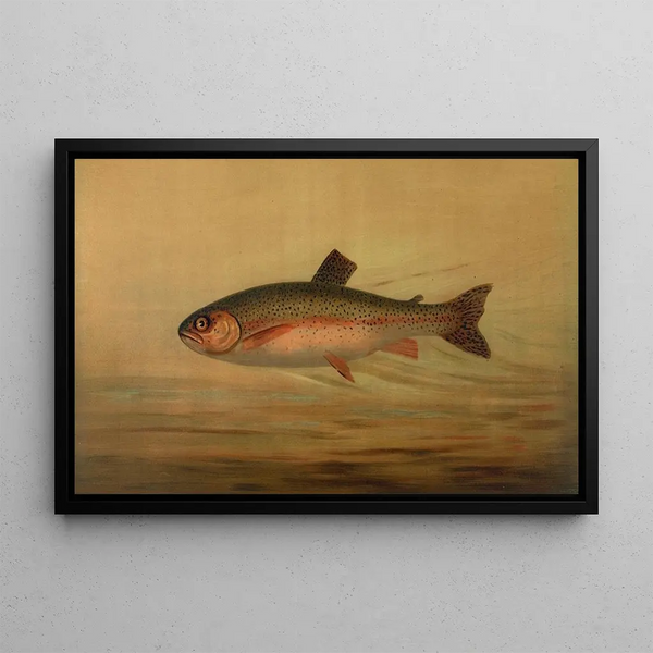 The rainbow trout Salmo irideus - John L. Petrie — framed artwork on a wall