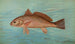 The Red Drum or Drum Bar Sciaena ocellata - John L. Petrie — artwork view