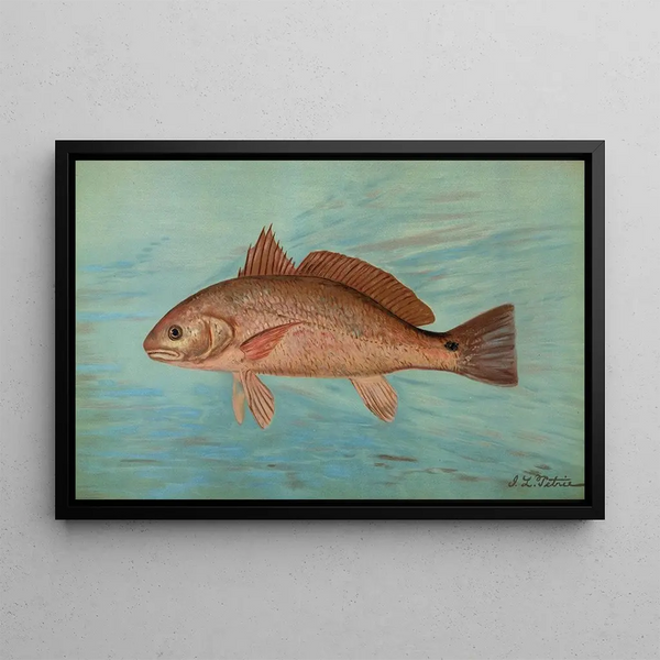 The Red Drum or Drum Bar Sciaena ocellata - John L. Petrie — framed artwork on a wall