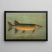 The striped bass Ambloplites rupestris - John L. Petrie — framed artwork on a wall