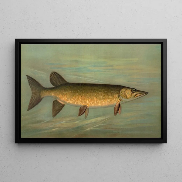 The striped bass Ambloplites rupestris - John L. Petrie — framed artwork on a wall