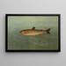 The Mountain Trout Salmo mykiss - John L. Petrie — framed artwork on a wall
