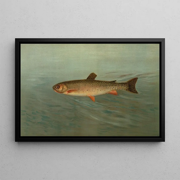 The Mountain Trout Salmo mykiss - John L. Petrie — framed artwork on a wall