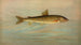 The Rocky Mountain corydoras, Coregonus williamsoni - John L. Petrie — artwork view