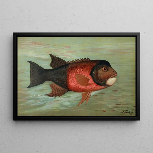 The Sacramento Pike Squawsfish or Ptychocheilus oregonensis with yellow belly - John L. Petrie — framed artwork on a wall
