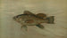 The Bar Centropristes striatus - John L. Petrie — artwork view