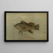 The Bar Centropristes striatus - John L. Petrie — framed artwork on a wall