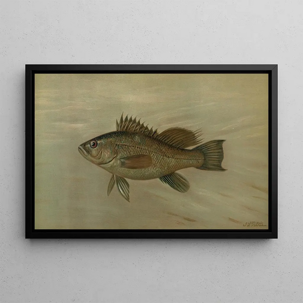 The Bar Centropristes striatus - John L. Petrie — framed artwork on a wall