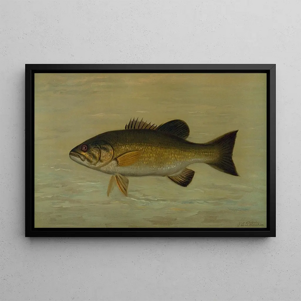 Le Black-bass à petite bouche Micropterus dolomieu - John L. Petrie — framed artwork on a wall