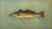 the Spanish mackerel Scomberomorus maculatus - John L. Petrie — artwork view