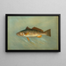 the Spanish mackerel Scomberomorus maculatus - John L. Petrie — framed artwork on a wall