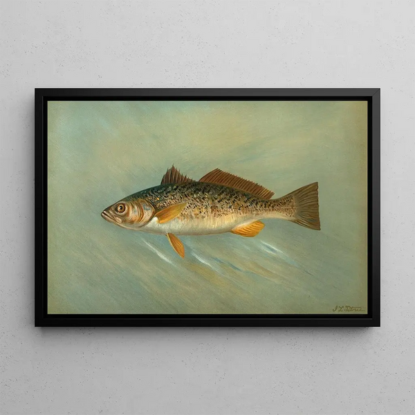 the Spanish mackerel Scomberomorus maculatus - John L. Petrie — framed artwork on a wall