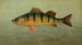 Le Spot ou Lafayette Leiostomus xanthurus - John L. Petrie — artwork view