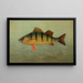 Le Spot ou Lafayette Leiostomus xanthurus - John L. Petrie — framed artwork on a wall
