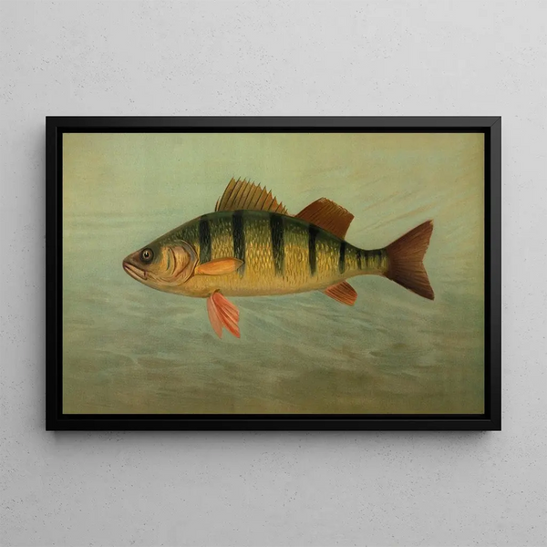 Le Spot ou Lafayette Leiostomus xanthurus - John L. Petrie — framed artwork on a wall