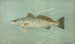 La Truite de mer tachetée Cynoscion maculatum - John L. Petrie — artwork view