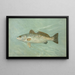 La Truite de mer tachetée Cynoscion maculatum - John L. Petrie — framed artwork on a wall