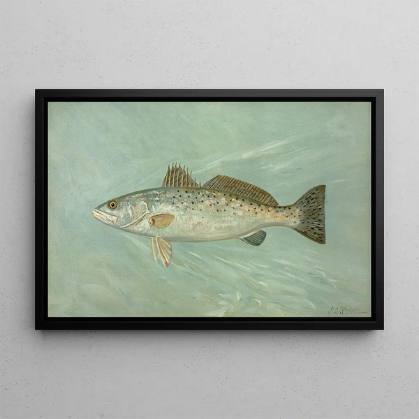 La Truite de mer tachetée Cynoscion maculatum - John L. Petrie — framed artwork on a wall