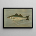 The Striped Bar Roccus lineatus - John L. Petrie — framed artwork on a wall