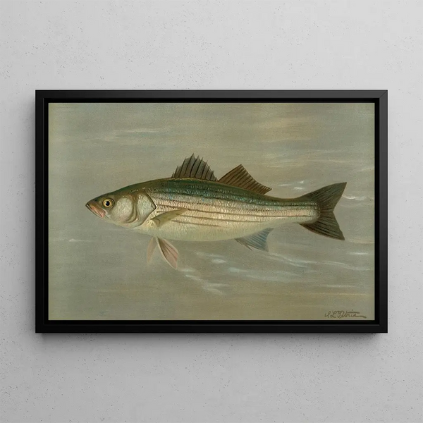 The Striped Bar Roccus lineatus - John L. Petrie — framed artwork on a wall