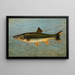The striped mule Mugil brasiliensis - John L. Petrie — framed artwork on a wall