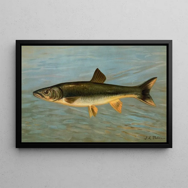 The striped mule Mugil brasiliensis - John L. Petrie — framed artwork on a wall