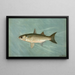 The immaculate muskellunge of Wisconsin Lucius masquinongy - John L. Petrie — framed artwork on a wall