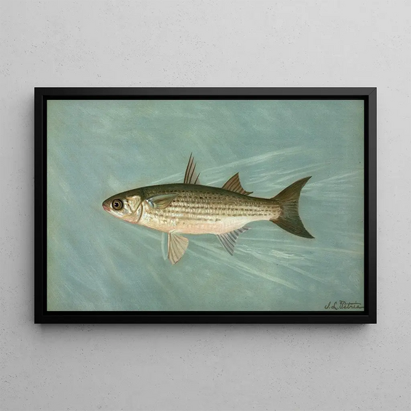 The immaculate muskellunge of Wisconsin Lucius masquinongy - John L. Petrie — framed artwork on a wall