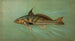The lean or squeteague Cynoscion regale - John L.. Petrie — artwork view
