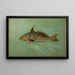 The lean or squeteague Cynoscion regale - John L.. Petrie — framed artwork on a wall