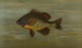 The white or silver bar Roccus chrysops - John L. Petrie — artwork view