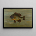 The white or silver bar Roccus chrysops - John L. Petrie — framed artwork on a wall