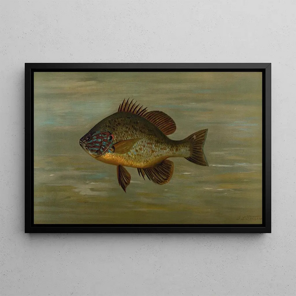 The white or silver bar Roccus chrysops - John L. Petrie — framed artwork on a wall
