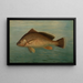 La perche jaune Perca flaverscens - John L. Petrie — framed artwork on a wall