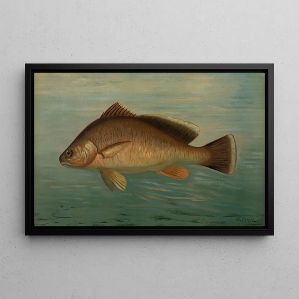 La perche jaune Perca flaverscens - John L. Petrie — framed artwork on a wall