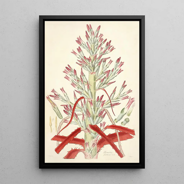 Collectanea botanica Pl01 - John Lindley — framed artwork on a wall