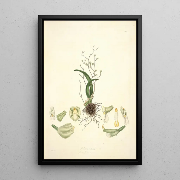 Collectanea botanica Pl02 - John Lindley — framed artwork on a wall