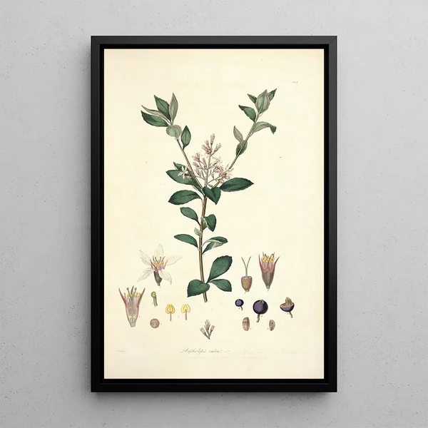 Collectanea botanica Pl03 - John Lindley — framed artwork on a wall