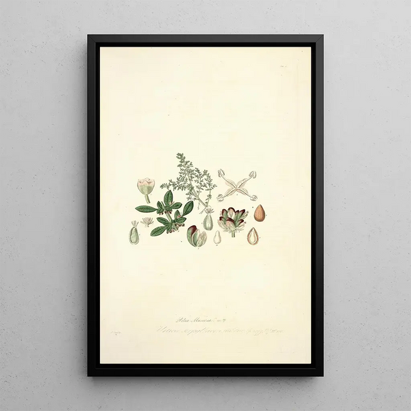 Collectanea botanica Pl04 - John Lindley — framed artwork on a wall