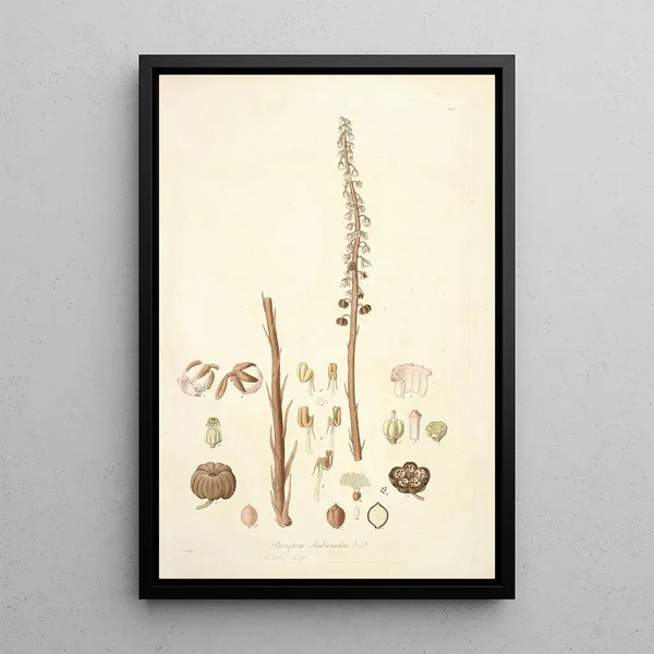 Collectanea botanica Pl05 - John Lindley — framed artwork on a wall