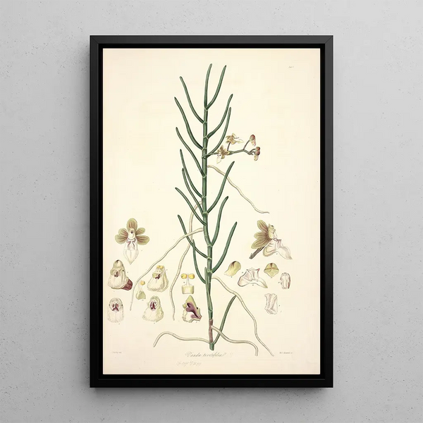Collectanea botanica Pl06 - John Lindley — framed artwork on a wall