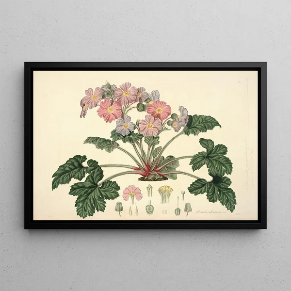 Collectanea botanica Pl07 - John Lindley — framed artwork on a wall