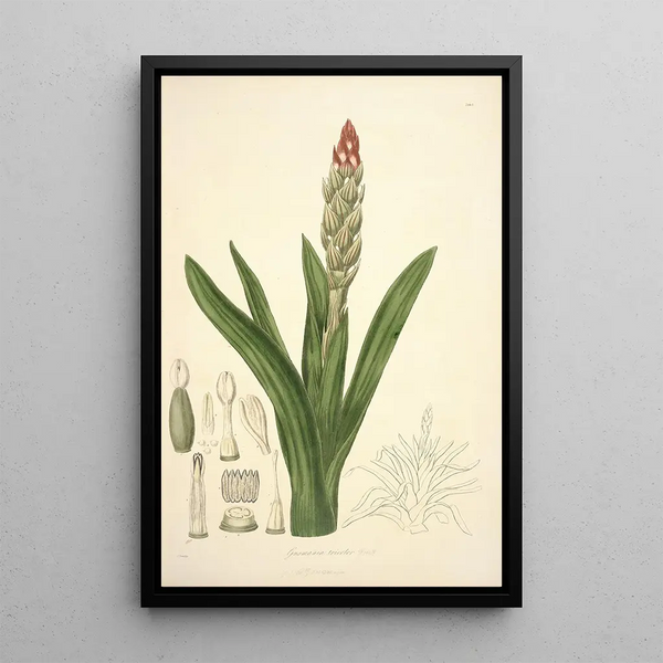 Collectanea botanica Pl08 - John Lindley — framed artwork on a wall