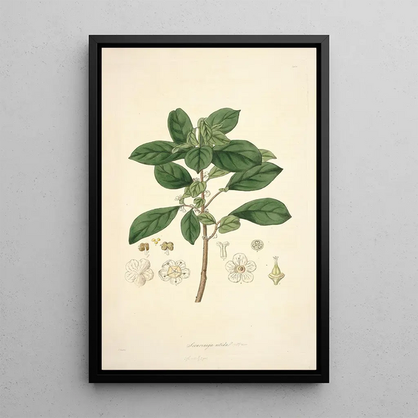 Collectanea botanica Pl09 - John Lindley — framed artwork on a wall