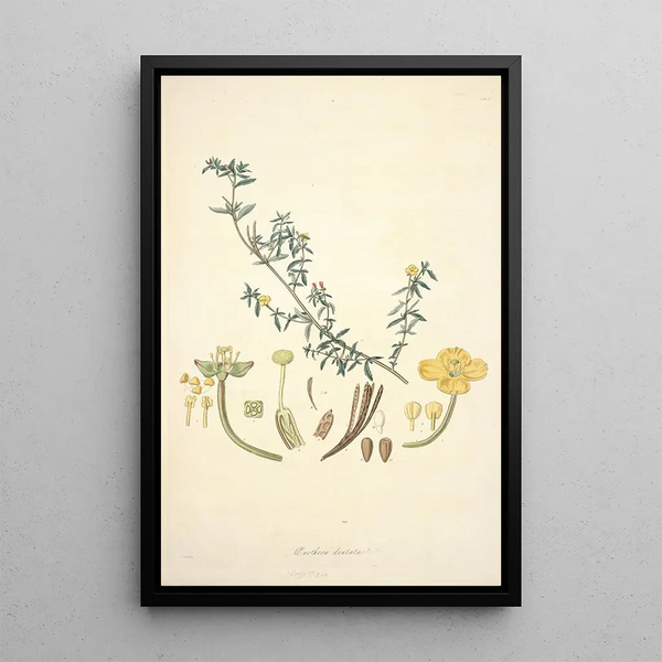 Collectanea botanica Pl10 - John Lindley — framed artwork on a wall