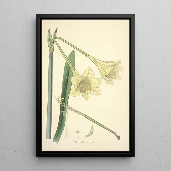 Collectanea botanica Pl11 - John Lindley — framed artwork on a wall