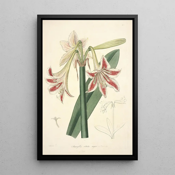 Collectanea botanica Pl12 - John Lindley — framed artwork on a wall