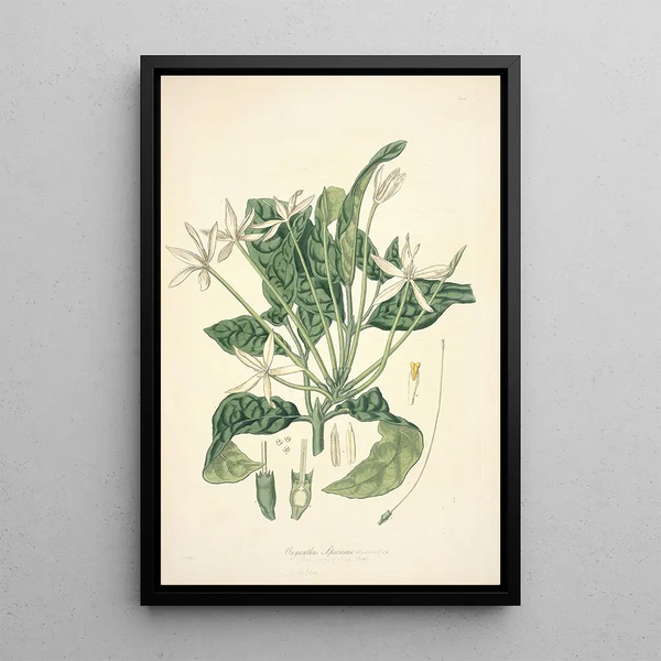 Collectanea botanica Pl13 - John Lindley — framed artwork on a wall